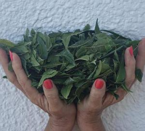 NIMTREE'S hojas de GIA NGUYEN empresa - Product Image 5