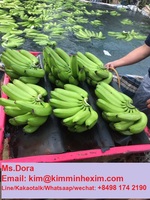 De Premium Verse Banaan Canvendish Van Viet Nam Voor Verkoop/Hot Selling 2022 Verse Banaan Cavendish