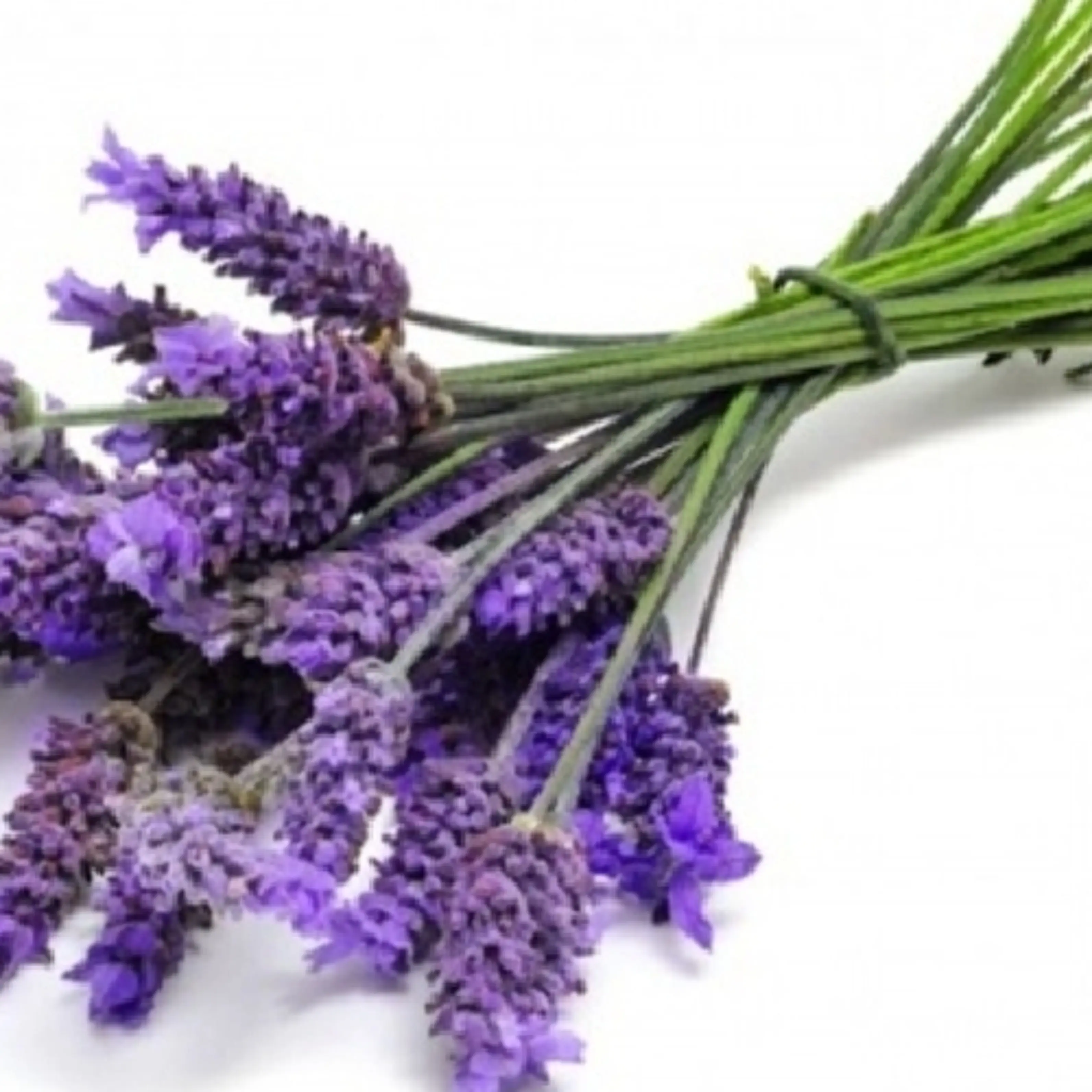 Lavender Oil 100% GMP/ ISO & Genuine