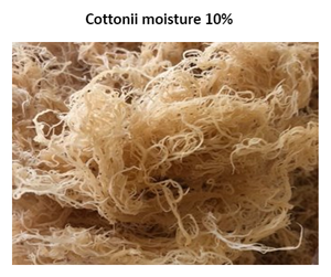 Alga Eucheuma Cottonii / Alice +84 904 183 651 - Product Image 5