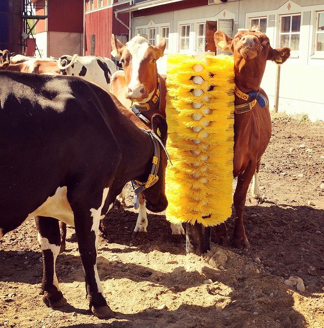 PP Material Filament Cow Body Brush 550mm Or Customized