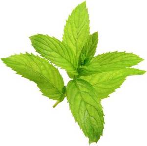 Huile essentielle de menthe poivrée naturelle pure en vrac huile de menthe poivrée de qualité thérapeutique pour huile de menthe poivrée de marque privée pour diffuseur - Product Image 3