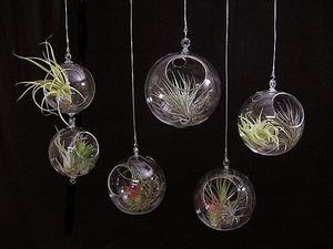 Hängen Glas Orb kugel terrarium MH-12553 - Product Image 2
