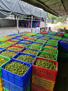 ที่มีคุณภาพสูงแช่แข็ง Calamansi สด Kumquat Calamansi สดจากเวียดนาม + 84947900124 - Product Image 3