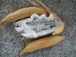 ORGANIC KAPOK FIBER - in VIET NAM - Product Image 2