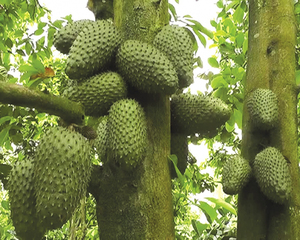 OFERTA CALIENTE PRECIO MÁS BAJO FRUTA DE GUANÁBANA - AXEL + 84 38 776 0892 - Product Image 5