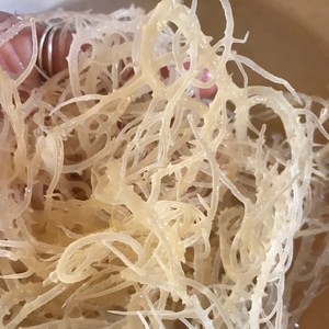 Eucheuma cottonii มอสทะเลไอริชมอสทะเลคุณภาพดั้งเดิมจากเวียดนาม - Product Image 6