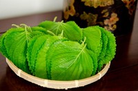 Kualitas Terbaik Daun PERILLA Segar-Daun BRITTON/VICKY + 84 90 393 1029