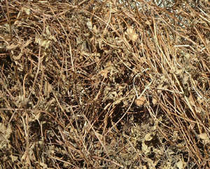 สมุนไพรเมโซน่าสำหรับทำเยลลี่หญ้าดำแห้งจากเวียดนาม - Product Image 5