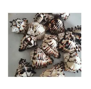 Conchas decorativas para unhas, venda superior de conchas de concha do vietnã-preto e branco, presentes de decoração de parede para casa e negócios