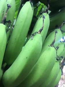 Fresh Green Cavendish Banana al mejor precio - Product Image 6