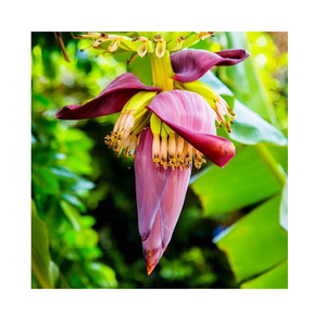 Fleur de banane fraîche de haute qualité meilleur prix fleur de banane tranchée pour la soupe livraison rapide légume frais - Product Image 1