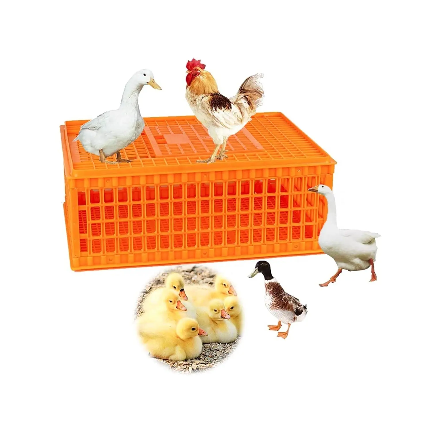 가금류 캐리어 상자 플라스틱 닭 수송 케이지 전송 조류 케이지 가금류 캐리어 바구니 10-12 성인 닭