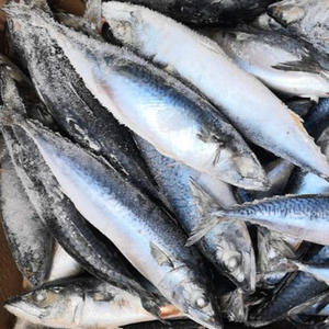 Pescado Atún del Pacífico Fresco Congelado, Envasado al Vacío, Calidad Premium, Conservado en Agua, Captura Directa - Product Image 1