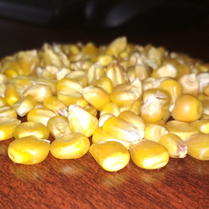 Grade 100% Maturity Yellow <b>Maize</b> Dried Yellow Corn for Animal Feed High Protein Fish <b>Meal</b> for Pig Cattle Horse Food Packaged Bag - Product Image 2