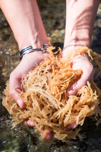 Musgo marino al por mayor bladderwrack/seamoss irlandés/Chondrus seco crispus musgo marino sin sal - Product Image 6