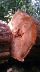 100% באיכות גבוהה כל סוגים של עץ עץ, יומנים כזה asSapelli, תיק, Okan ,Limbali, fracker, Ovenkhole, Ekop beli ,Ekop n