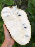 Verse Zuurzak Fruit Graviola Fruit, Pk: 0084 917 476 477