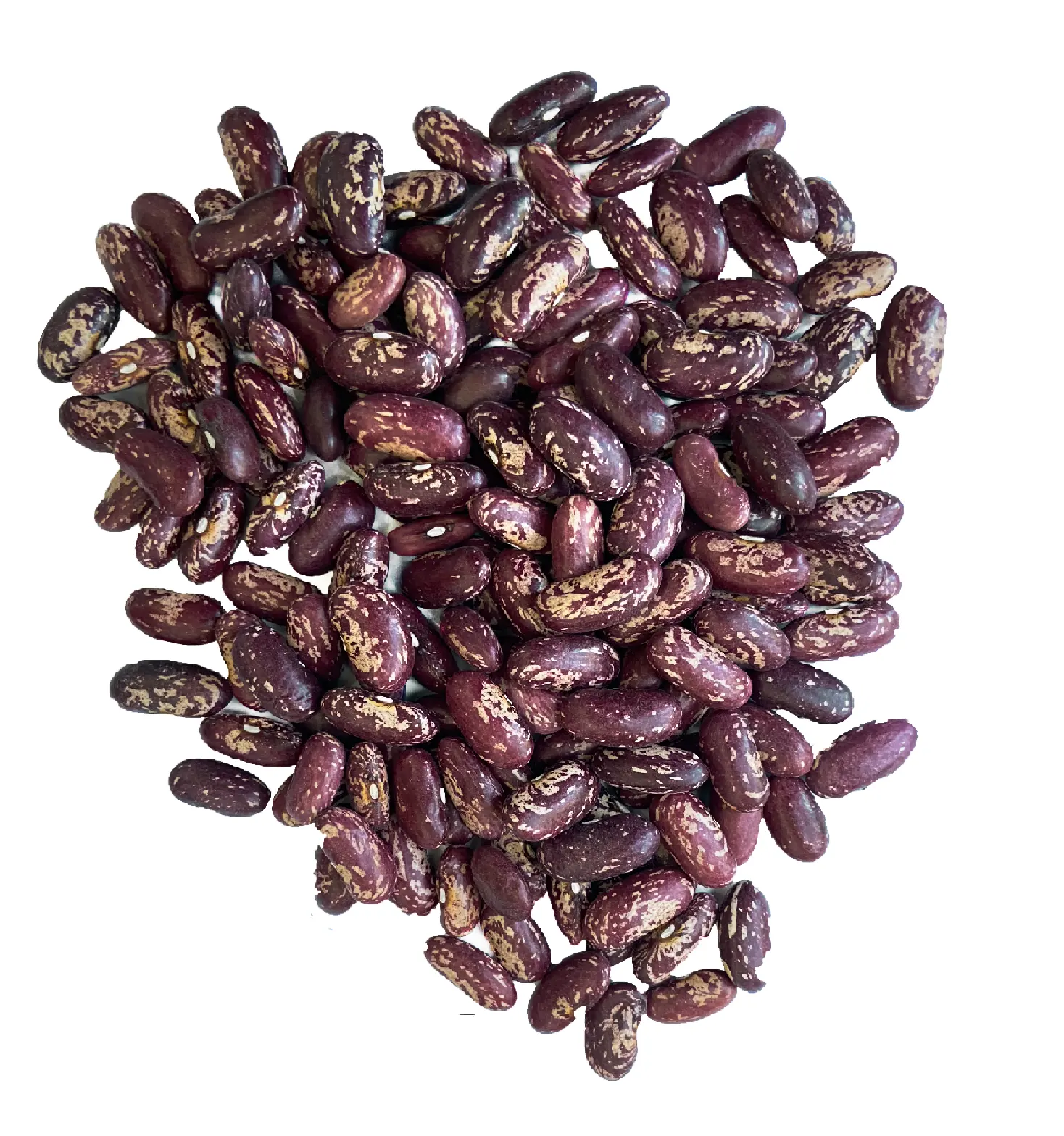 작물 2021 10 월 도매 고품질 우즈베키스탄 가방 25 kg 천연 말린 붉은 얼룩덜룩 한 신장 콩