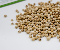 Vietnam's beste kwaliteit GMP-gecertificeerde gedroogde witte peper, 100% natuurlijke korrel, groothandelsprijs, gratis monster beschikbaar