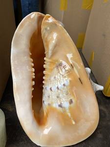 Artesanías naturales, conchas de mar de gran tamaño, conchas de Caracol pulidas, bonitas conchas marinas para la decoración del hogar, conchas de Caracol blancas pulidas 99GD - Product Image 5