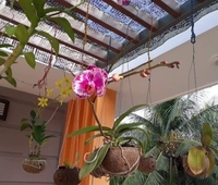 COCO-ECO Pots de fleurs écologiques en coquille de noix de coco - Décoration de jardin biodégradable, design moderne fait main, modèle mural Ben Tre K1