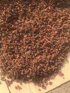 Mejor Precio Para Estrella Anís Tipo AD Proceso De Secado En Seco De La Sra. Flora 0084339966582 - Product Image 3