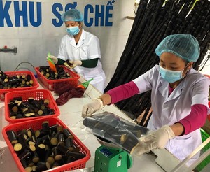 Caña de Azúcar Fresca de la Mejor Calidad / Caña de Azúcar para Exprimir Agua de Vietnam 99 Gold Data - Product Image 3