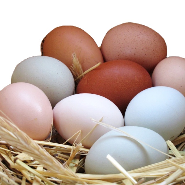 Broiler Hatching Eggs Cobb 500 and Ross 308 / chicken ross / broiler chicken eggs for sale