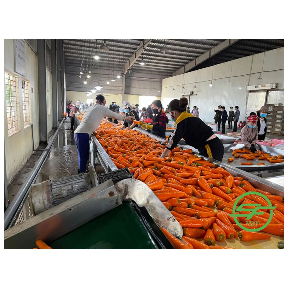 Légumes frais vietnamiens, carottes, nouvelle collection de culture, avec prix bon marché