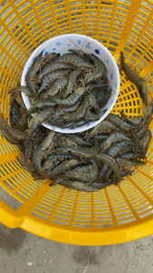 Camarones Tigre Negros Frescos de Calidad Estándar en Caja de 1.00 kg de Ontario, Canadá - Product Image 2