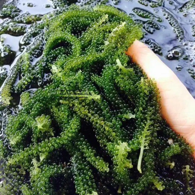Yüksek kaliteli üzüm yosun kurutulmuş deniz üzüm-UMIBUDOU deniz yosunu/Whatsapp + 84382089109