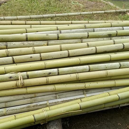 Raw bamboo material, bamboo pole, bamboo stick from Vietnam
