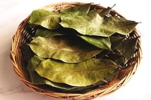 CHEAPEST PRICE DRIED SOURSOP LEAF/ GRAVIOLA LEAVES FROM VIETNAM / AXEL + 84 38 776 0892 - Product Image 6