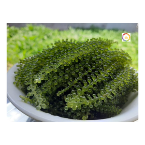 Uva Marina deshidratada de Umibudo, algas arosup de Vietnam - Product Image 1