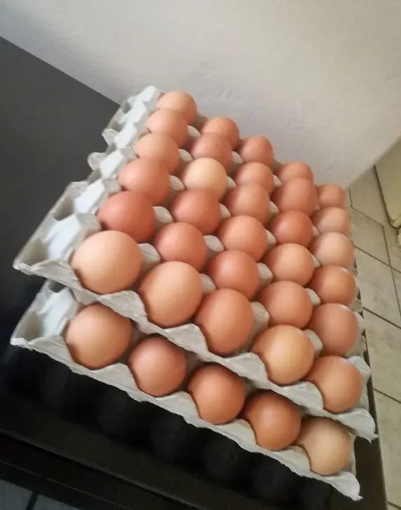 갈색/흰색 신선한 테이블 닭고기 달걀, 대량 닭고기 달걀