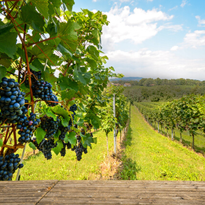 Fil De vigne Treillis 2.5mm Jauge - Product Image 1