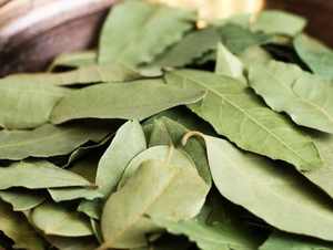 Haute qualité naturel épices laurier séché à vendre - Product Image 3