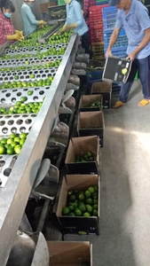 chanh tươi Việt Nam/ chanh tươi/ chanh không hạt, trực tiếp từ trang trại +84765149122 - Product Image 4