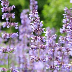 AARNAV GLOBAL EXPORTS 30ml Huile Essentielle Pure de Catnip de Qualité Supérieure pour la Perte de Poids, Ingrédients Herbacés Floraux, Tarifs Compétitifs, Vapeur - Product Image 6