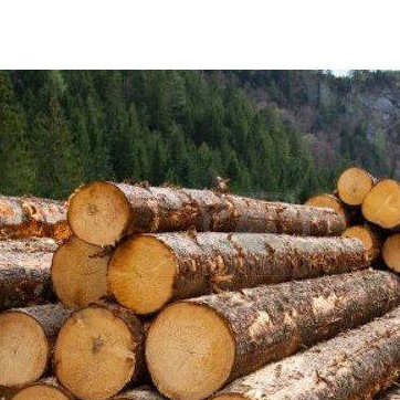 Pine Wood Ukraine Trade Buy Ukraine Direct From Pine Wood Factories At Alibaba Com