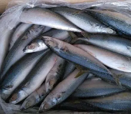प्रीमियम जमे हुए प्रशांत प्रकार की समुद्री मछली मछली