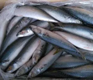 Ikan Maciri Pasifik Beku Premium
