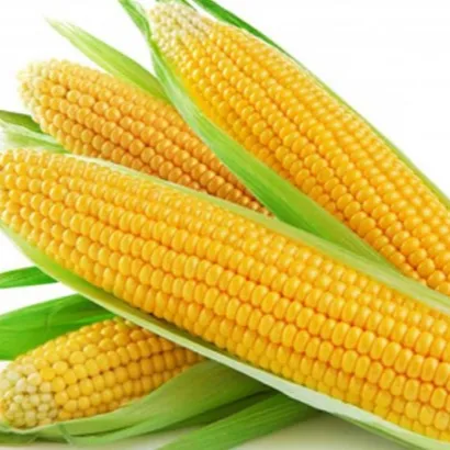 Graines de maïs jaune brésiliens de haute qualité, g, pour aliments d'animaux