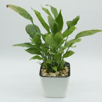 Горячая Распродажа, оптовая продажа, пластиковые Короткие квадратные цветочные горшки (Тип 13), декоративные горшки