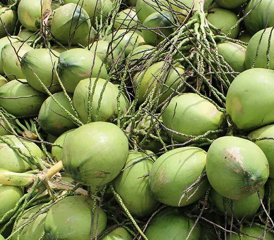 HIGHT QUALITY COCONUT FRESH FRUIT/ ORGANIC GREEN YOUNG COCONUT