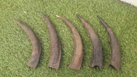 Corne de buffle brute NOORBABA Inde, style nautique animalier, matériau organique, taille personnalisée, objet d'art de collection