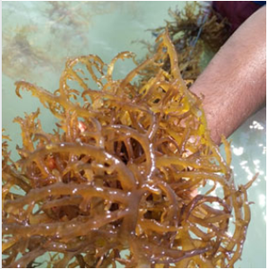 ยูเชียมา คอตตันนี/ไอริชมอส/ซีมอส แห้ง วิเวียน ฮา +84 33 88 20 462 - Product Image 3