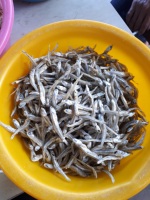Anchois séchés / Anchois bébés séchés 2-3 cm Haute Qualité du Vietnam -- W/S: 0084 989 322 607