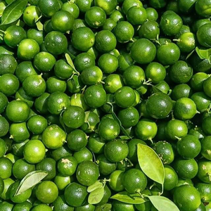 ที่มีคุณภาพสูงแช่แข็ง Calamansi สด Kumquat Calamansi สดจากเวียดนาม + 84947900124 - Product Image 2